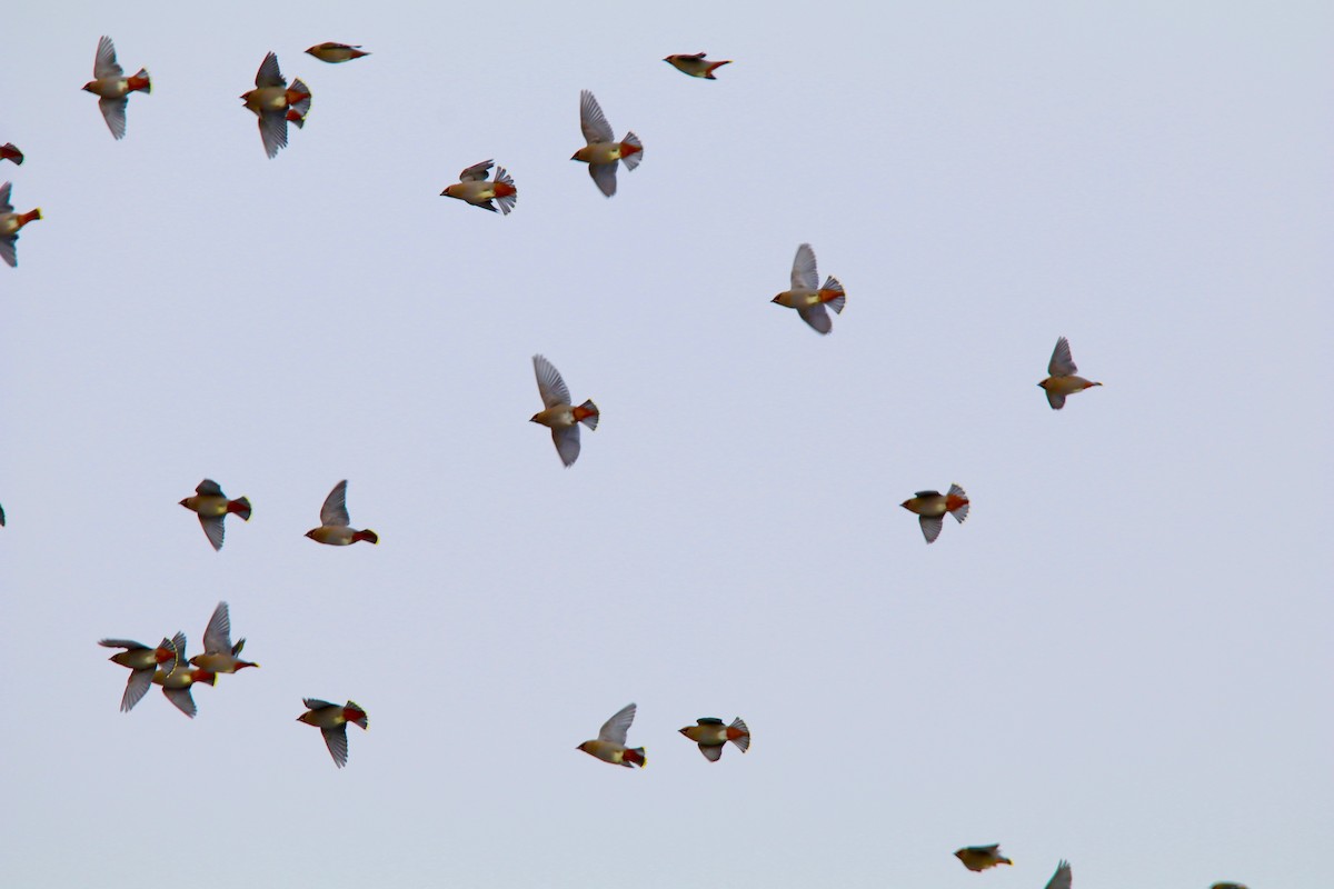 Bohemian Waxwing - ML50849401