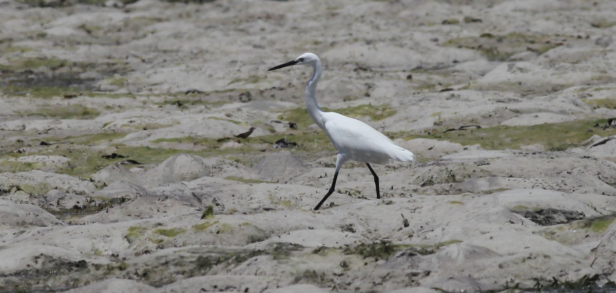 Little Egret (Dimorphic) - Anabel&Geoff Harries