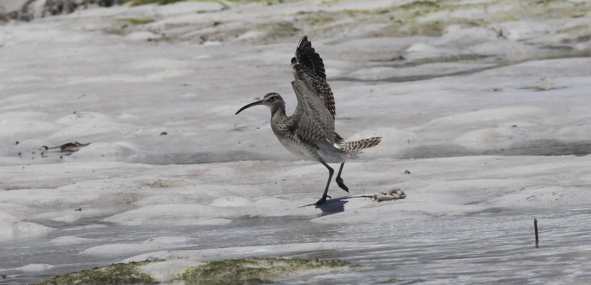 Whimbrel - Anabel&Geoff Harries