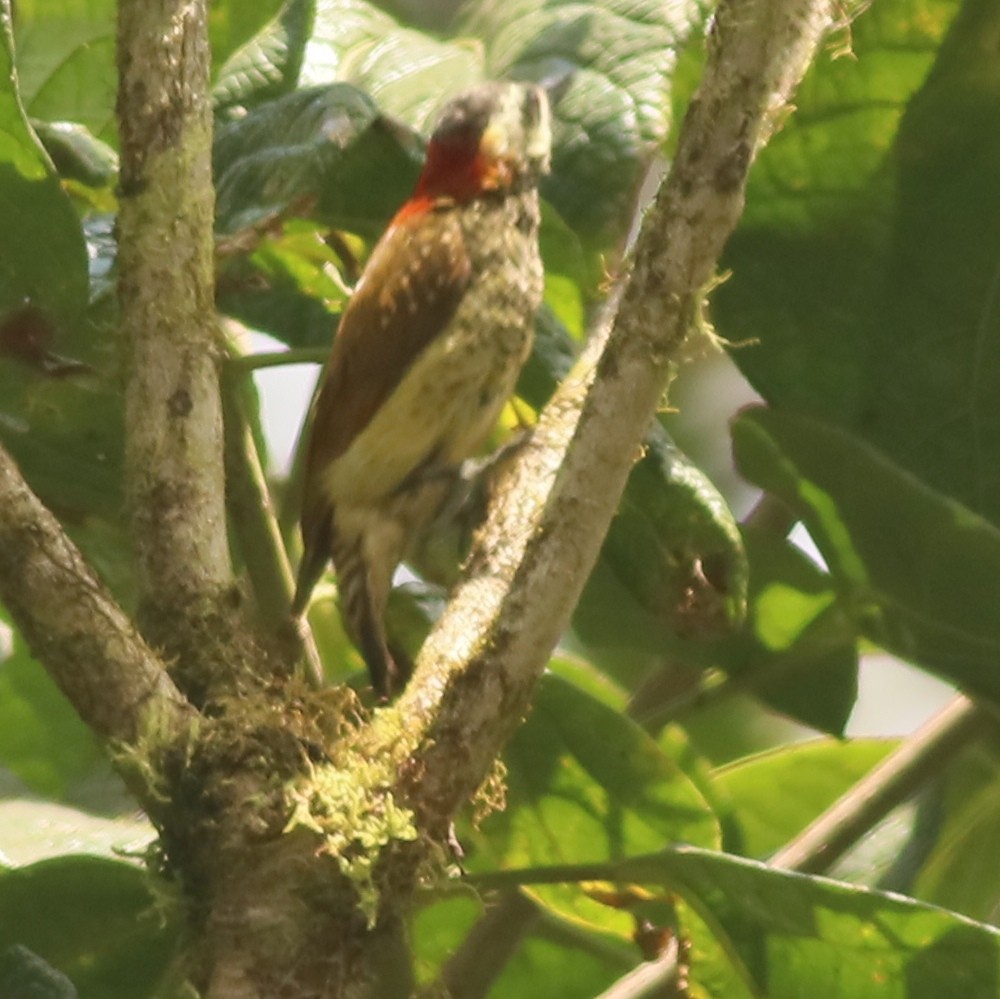 datel žlutobřichý - ML508496461