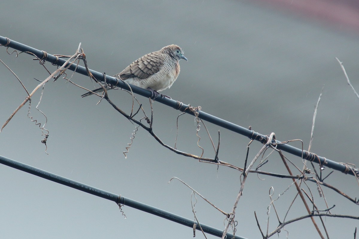 Zebra Dove - Juan Carlos Albero