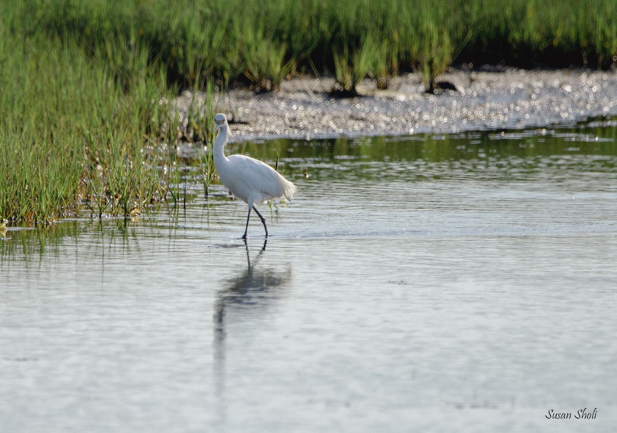 Snowy Egret - ML508497621