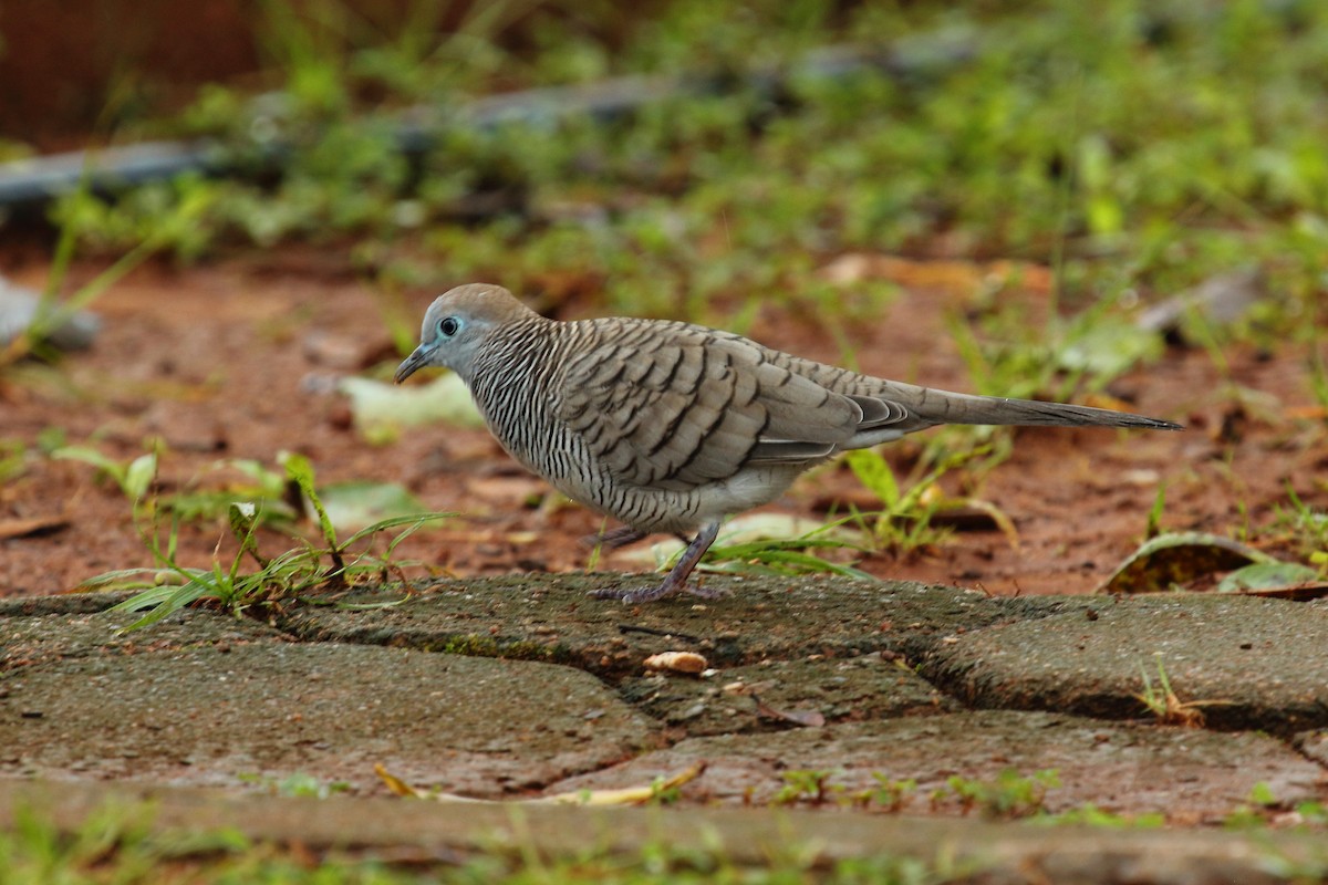 Zebra Dove - ML508497701