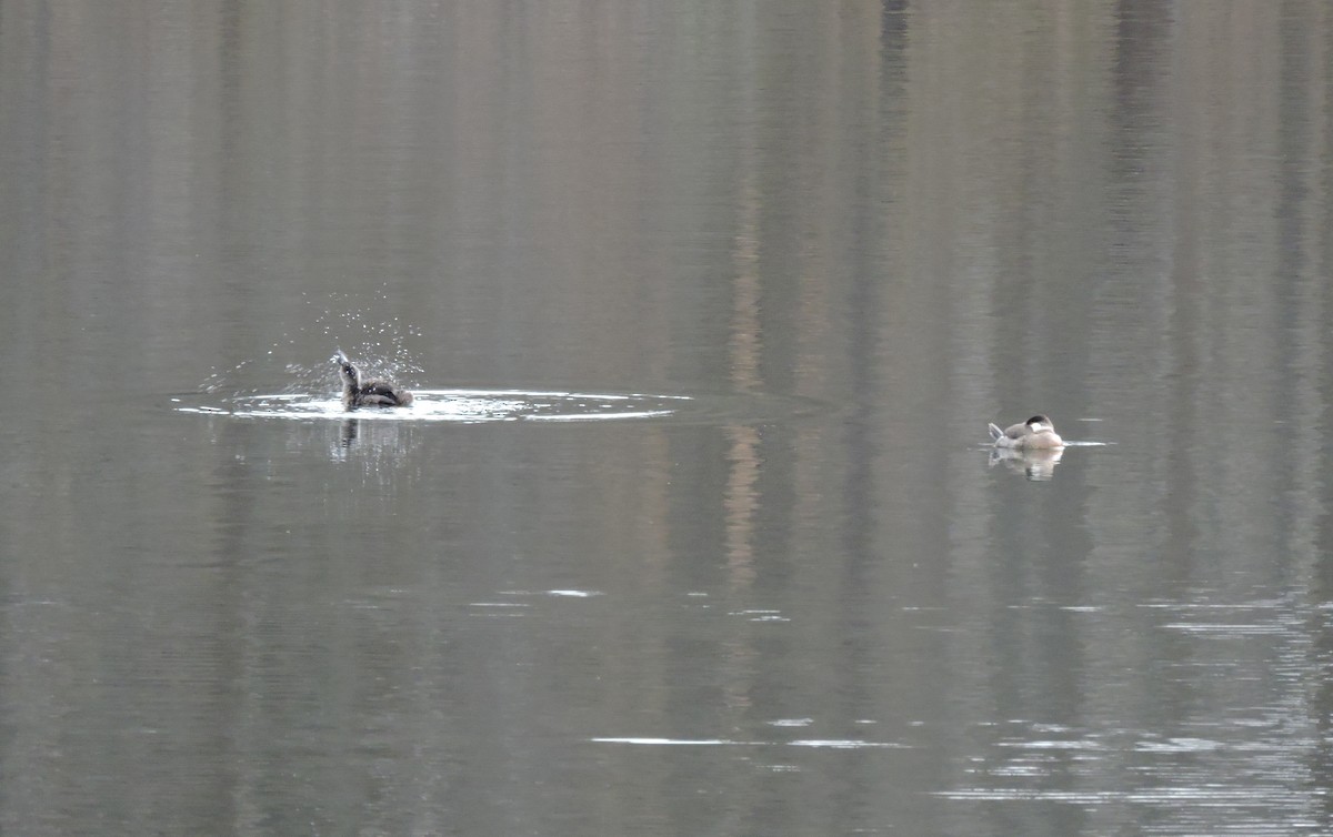 Ruddy Duck - ML508498401