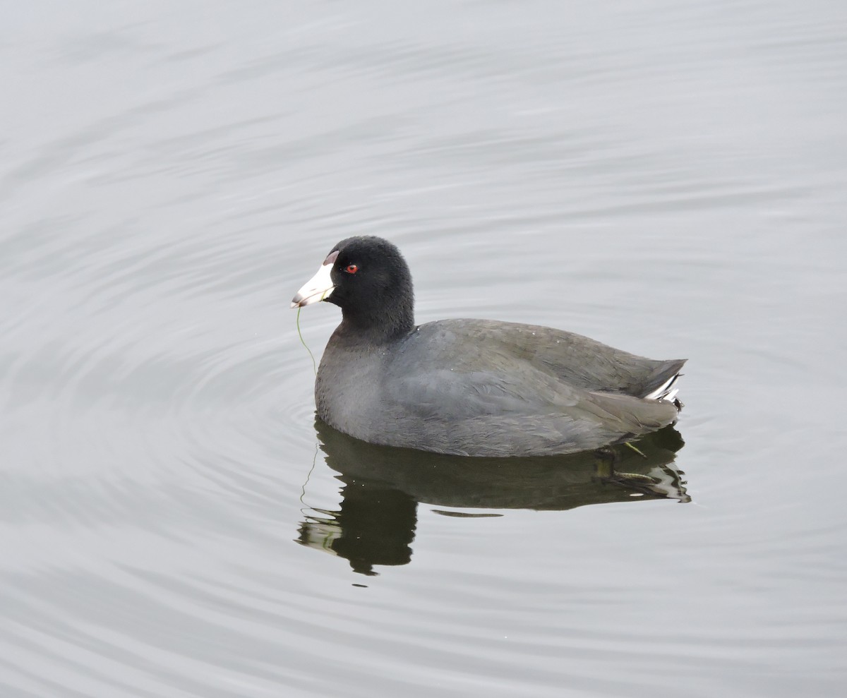 American Coot - ML508498611