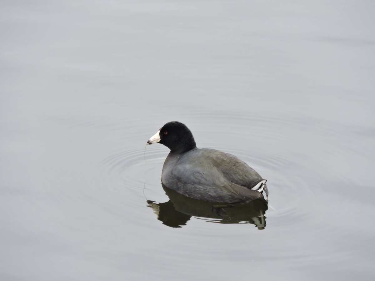 American Coot - ML508498621
