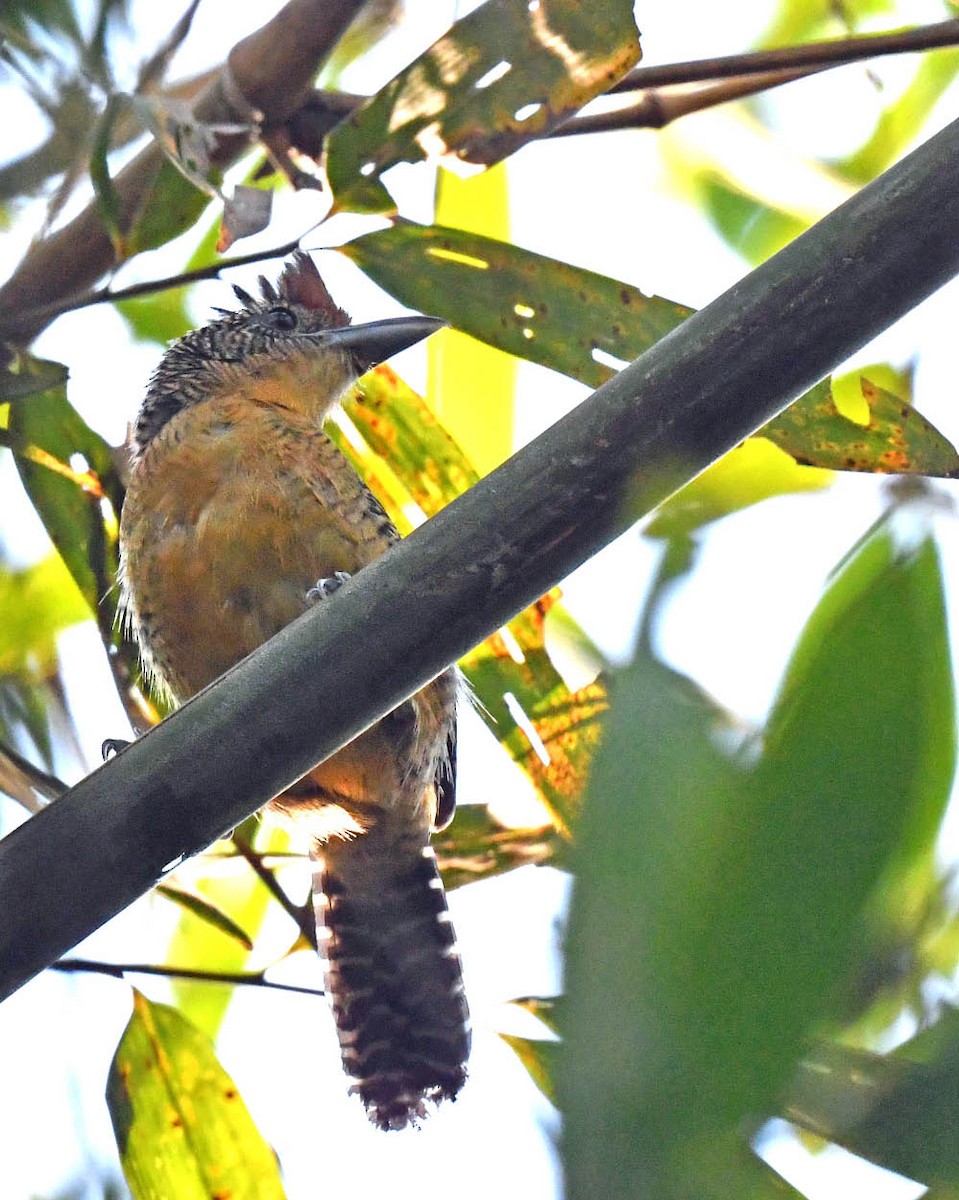 Bamboo Antshrike - ML508499351