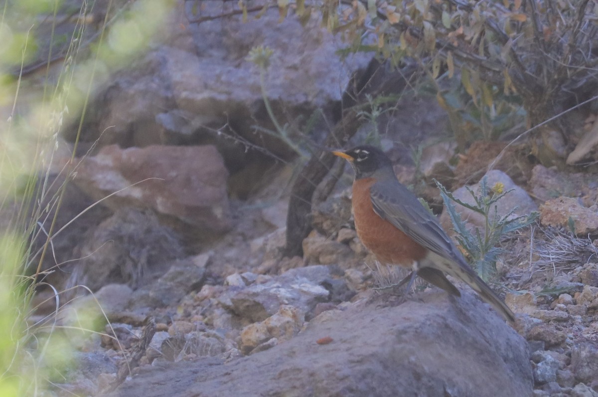 American Robin - ML508499821