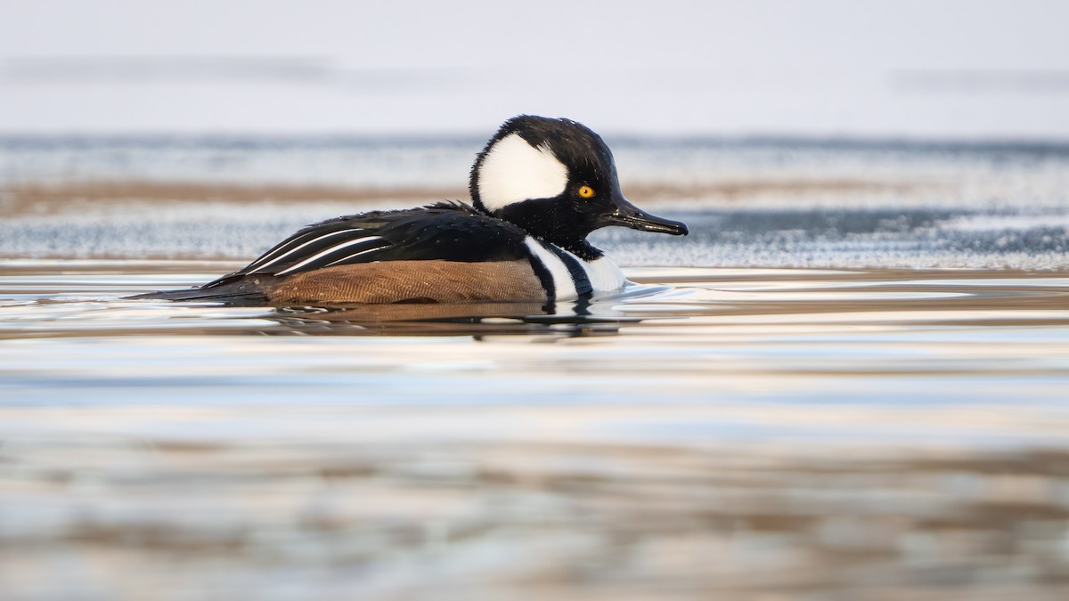 Hooded Merganser - Darren Clark