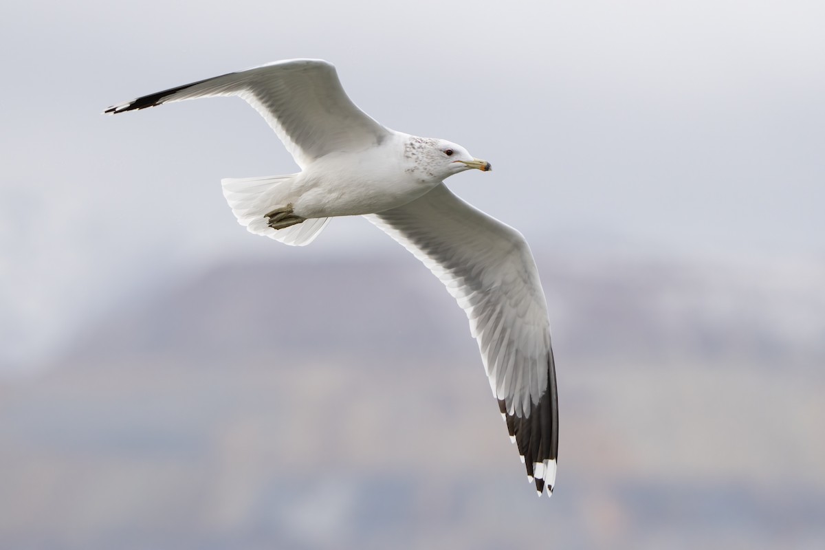 California Gull - Darren Clark