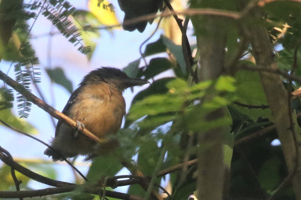 Rufous-faced Antbird - Federico Schulz