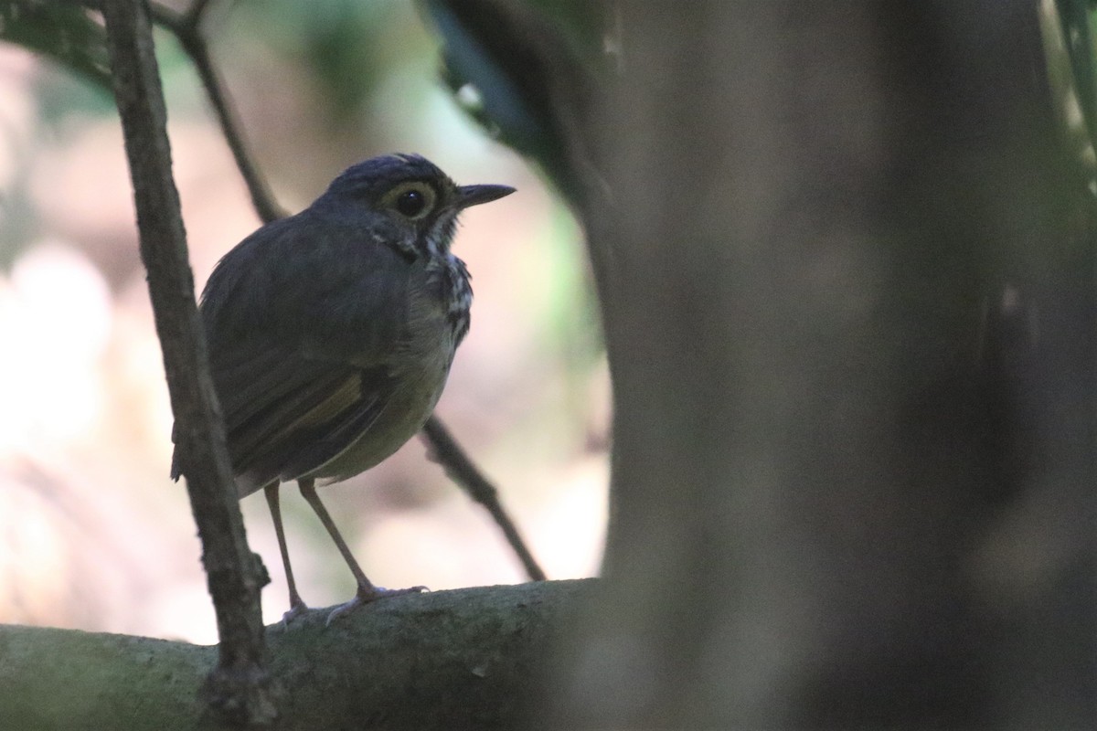 Snethlage's Antpitta - ML508503281