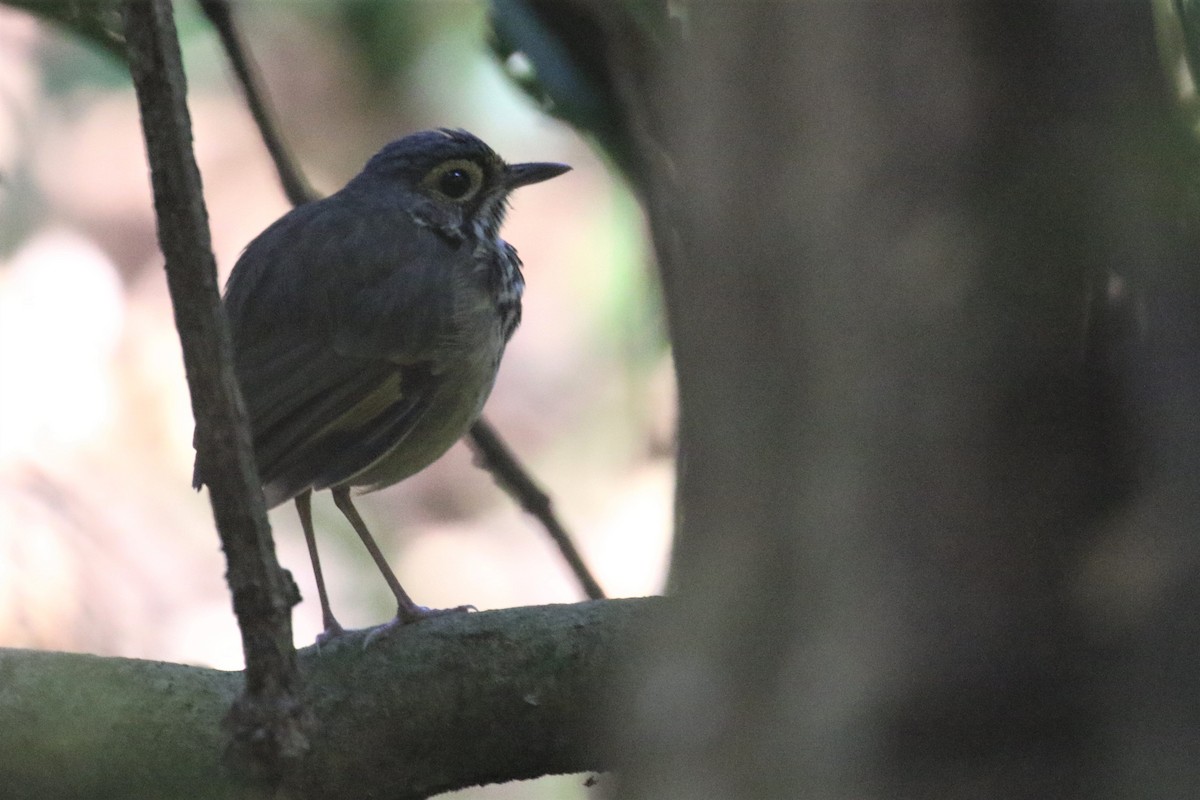 Snethlage's Antpitta - ML508503291