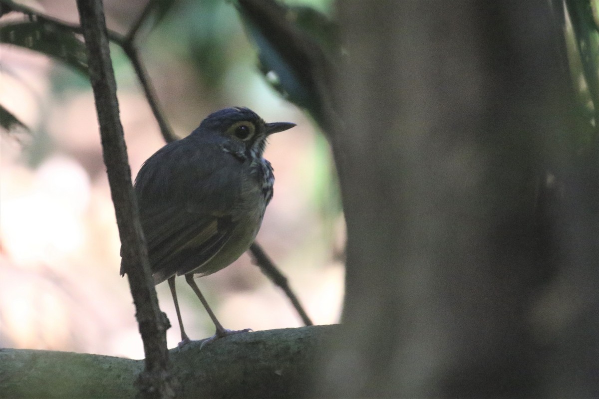 Snethlage's Antpitta - ML508503311