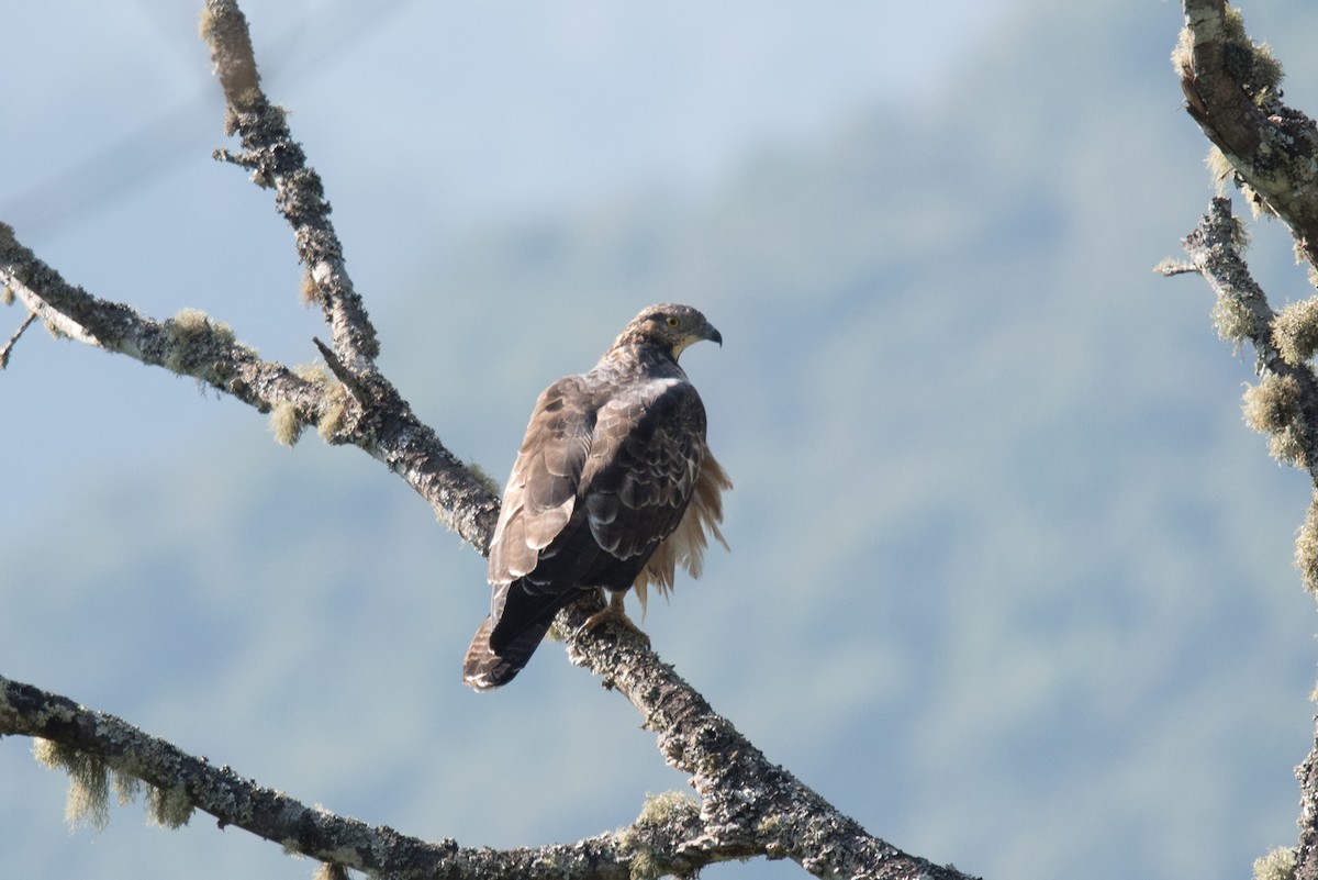 Oriental Honey-buzzard - ML508504181