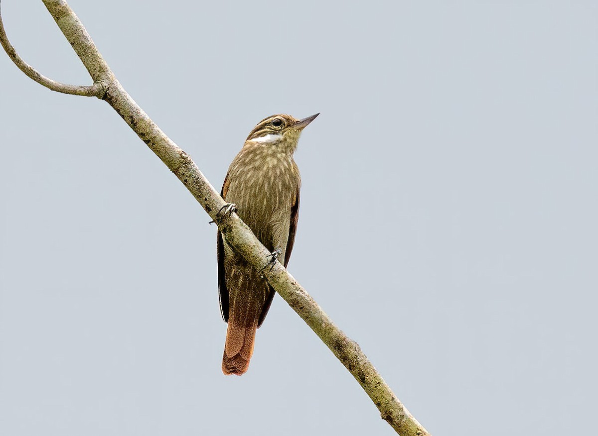 Slender-billed Xenops - ML508505051