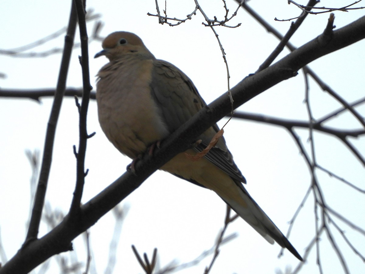 Mourning Dove - Brenda Aburto