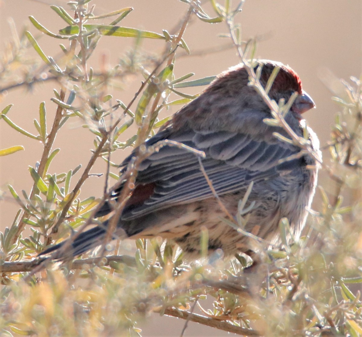 House Finch - ML508507231