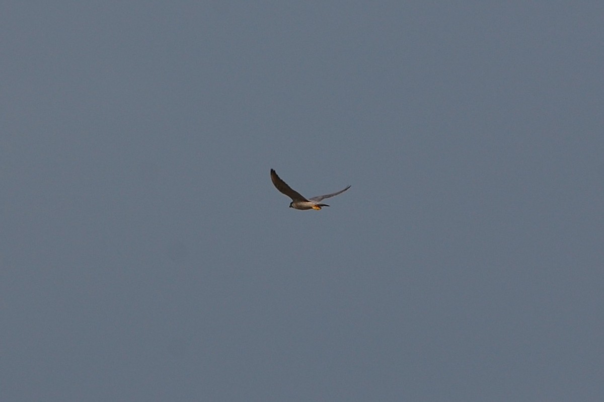 Peregrine Falcon - ML50850821