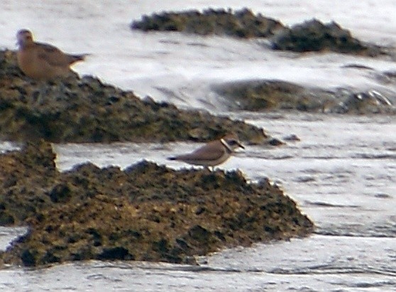 Semipalmated Plover - ML508508781