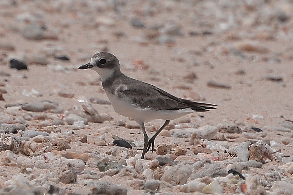 Siberian Sand-Plover - ML508509011