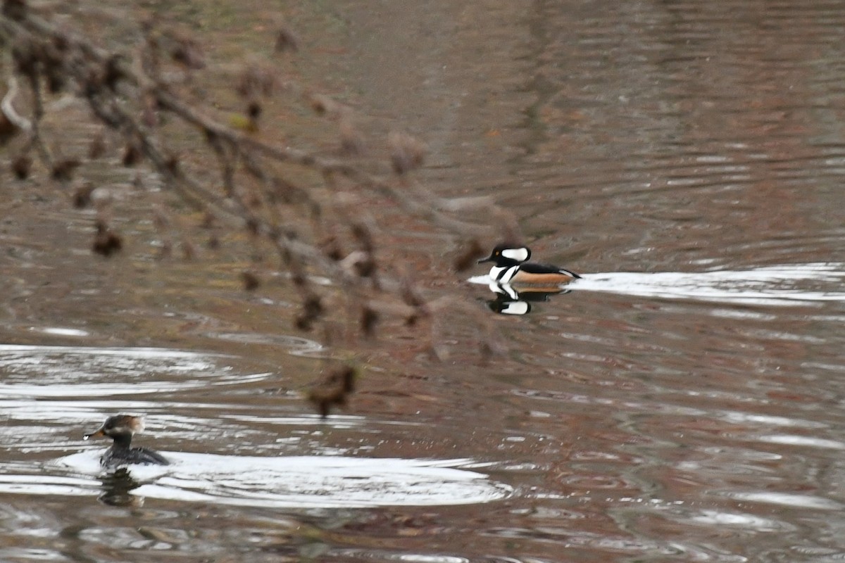 Hooded Merganser - ML508509871