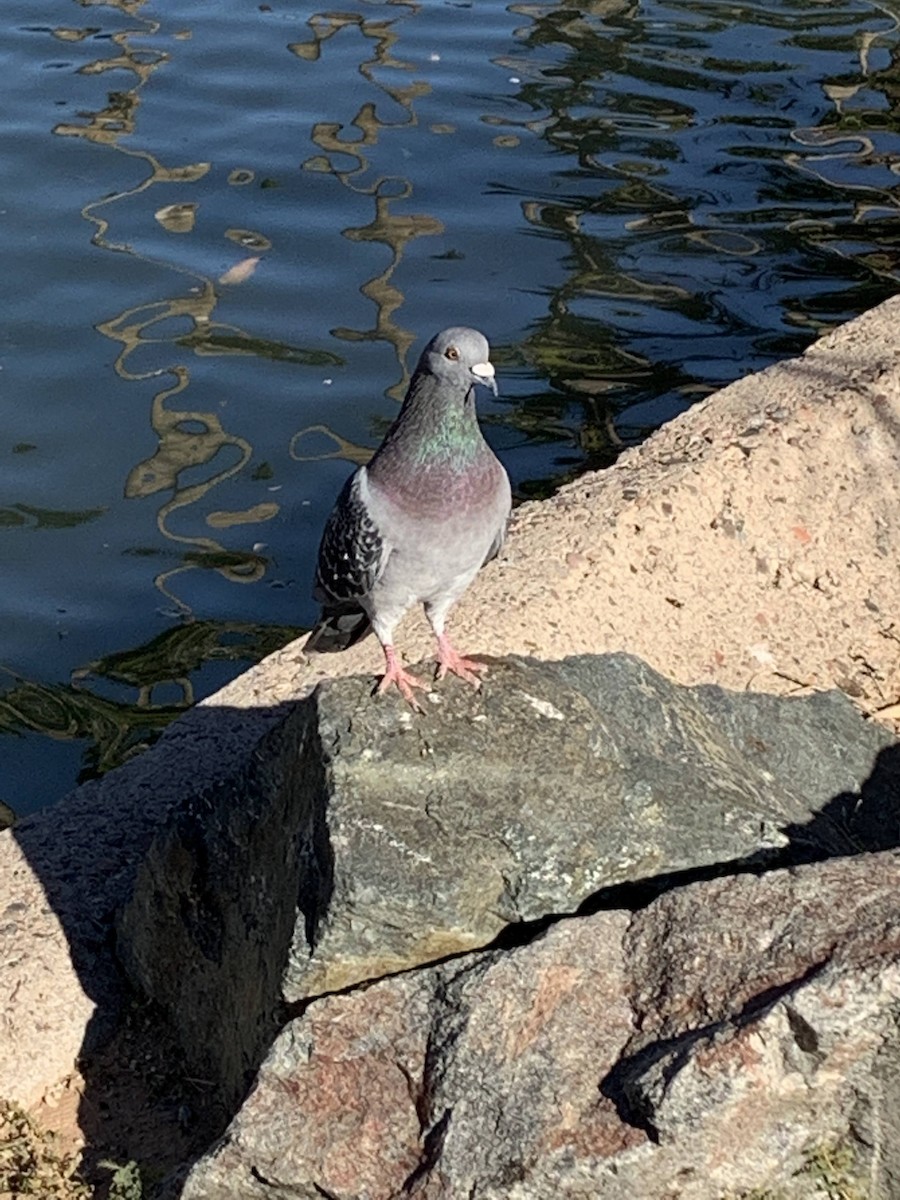 Rock Pigeon (Feral Pigeon) - ML508509881