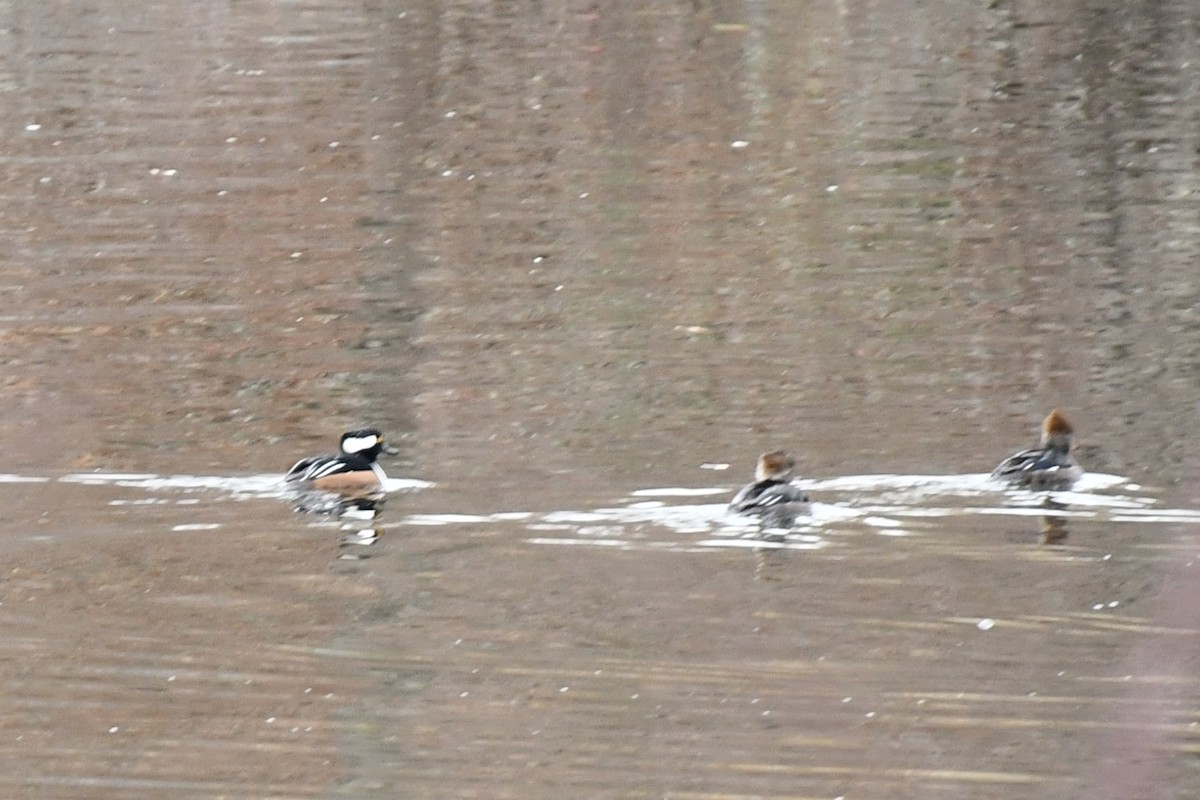 Hooded Merganser - ML508509891