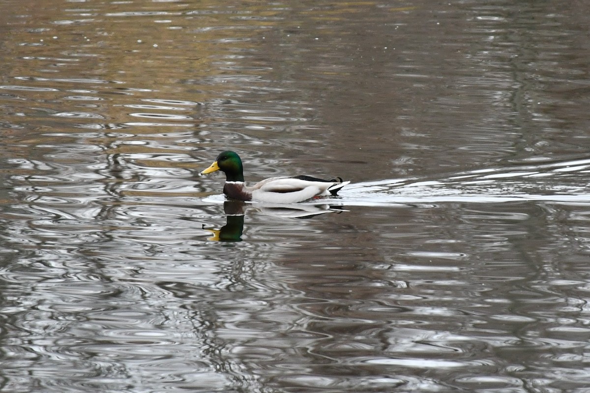 Canard colvert - ML508509931