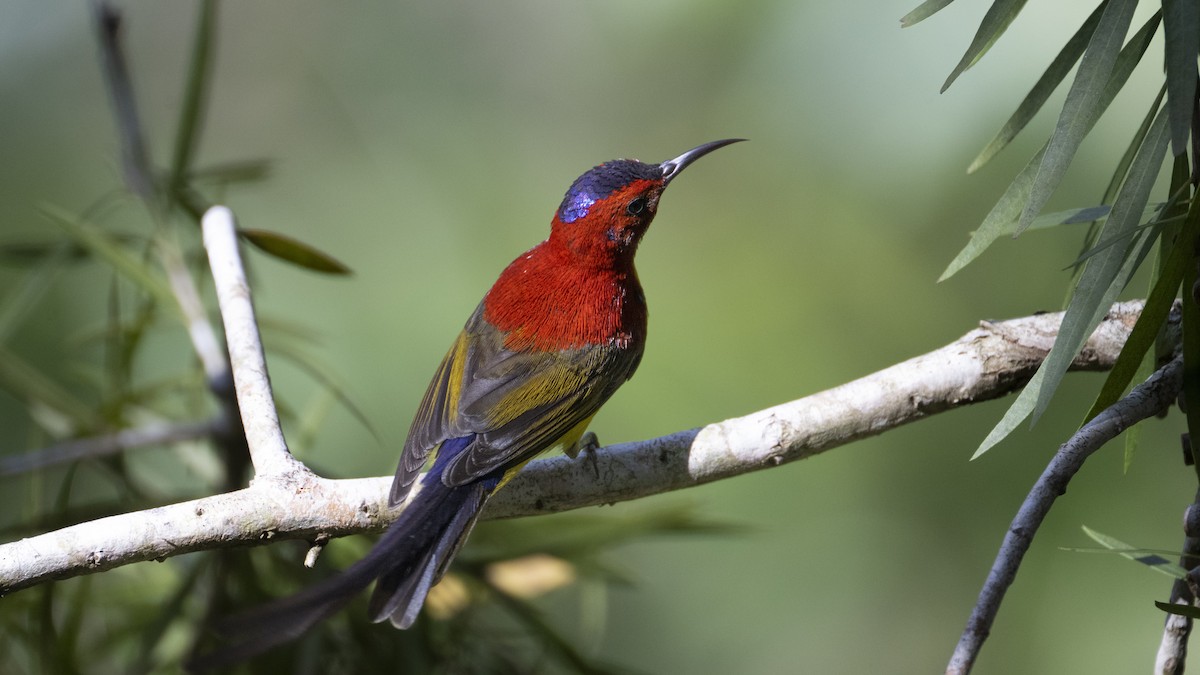 Mrs. Gould's Sunbird (Purple-rumped) - ML508509951