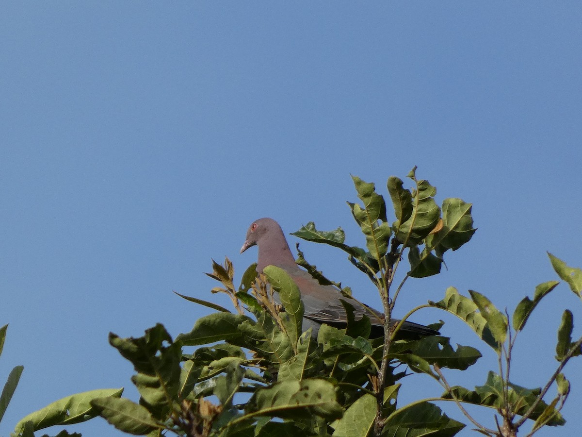 Желтоклювый голубь - ML508510491