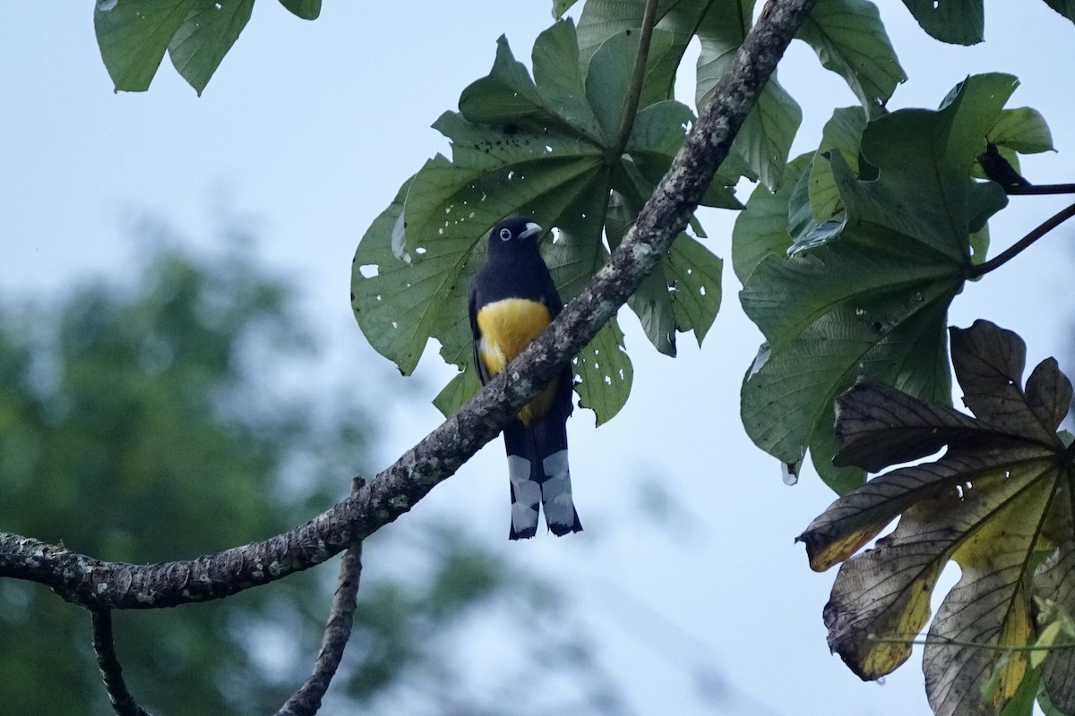 Black-headed Trogon - ML508511121