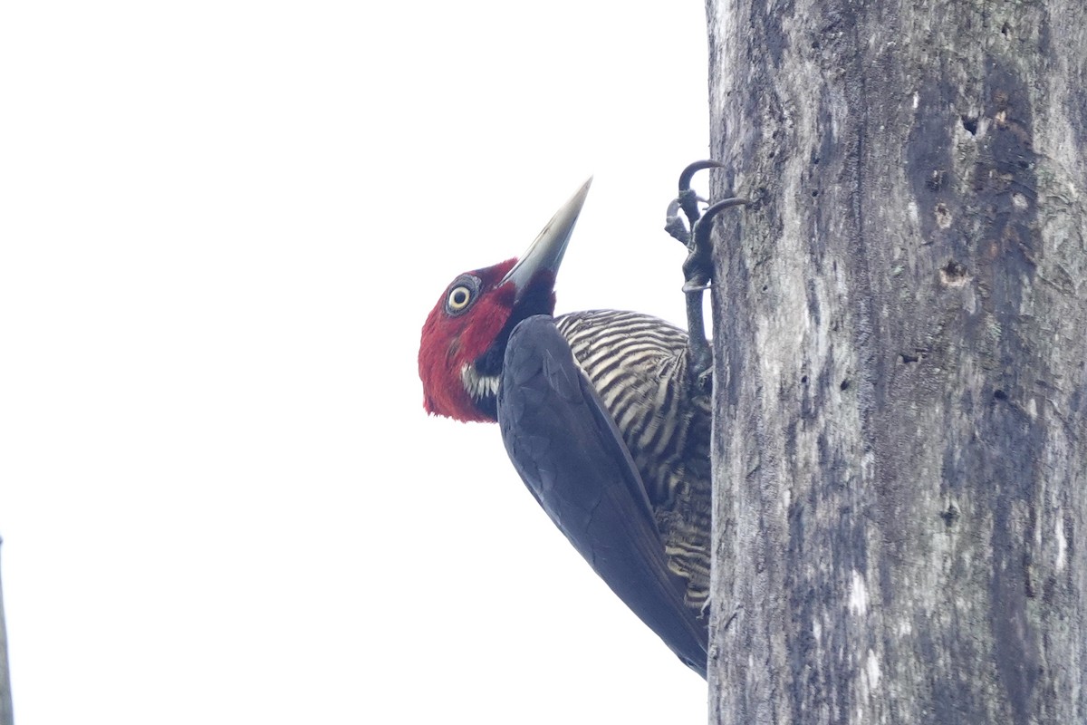 Pale-billed Woodpecker - Bob Greenleaf