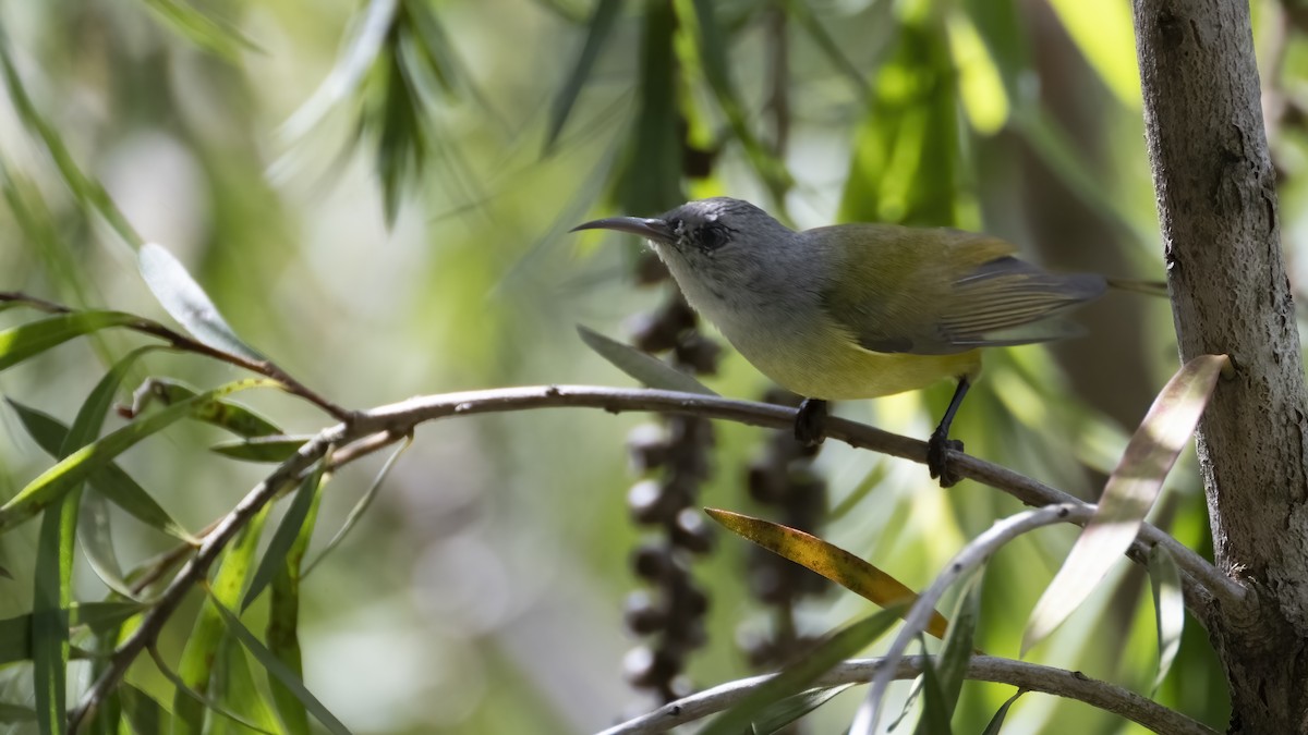 Mrs. Gould's Sunbird (Purple-rumped) - ML508511441