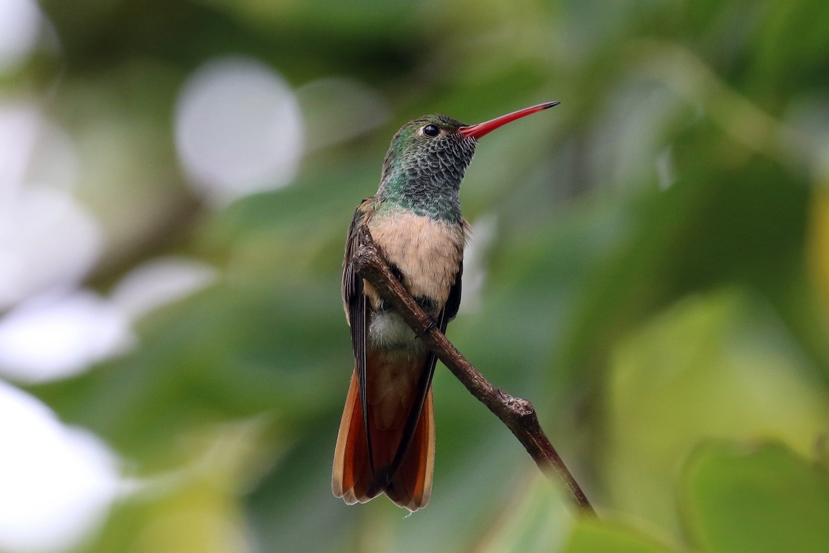 Buff-bellied Hummingbird - ML50851251