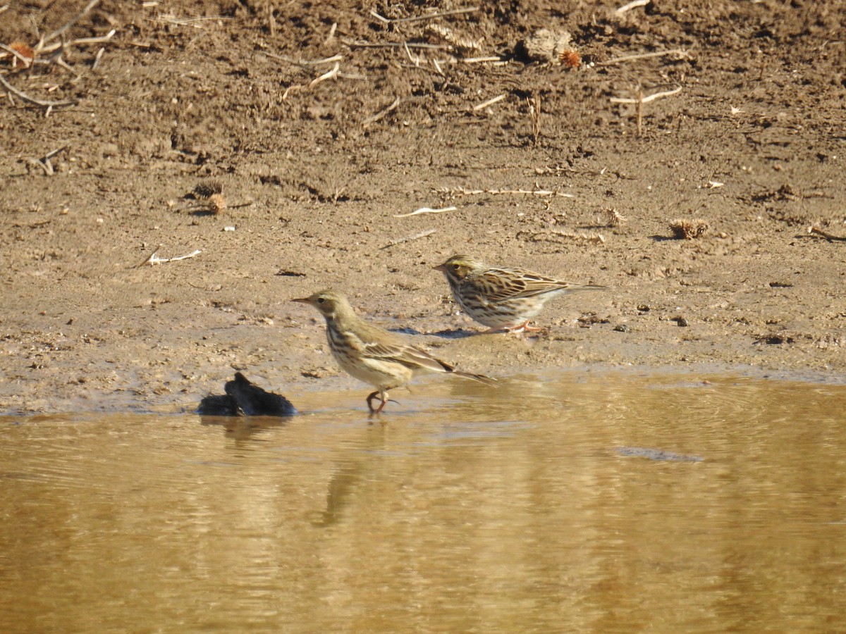 American Pipit - ML508512611