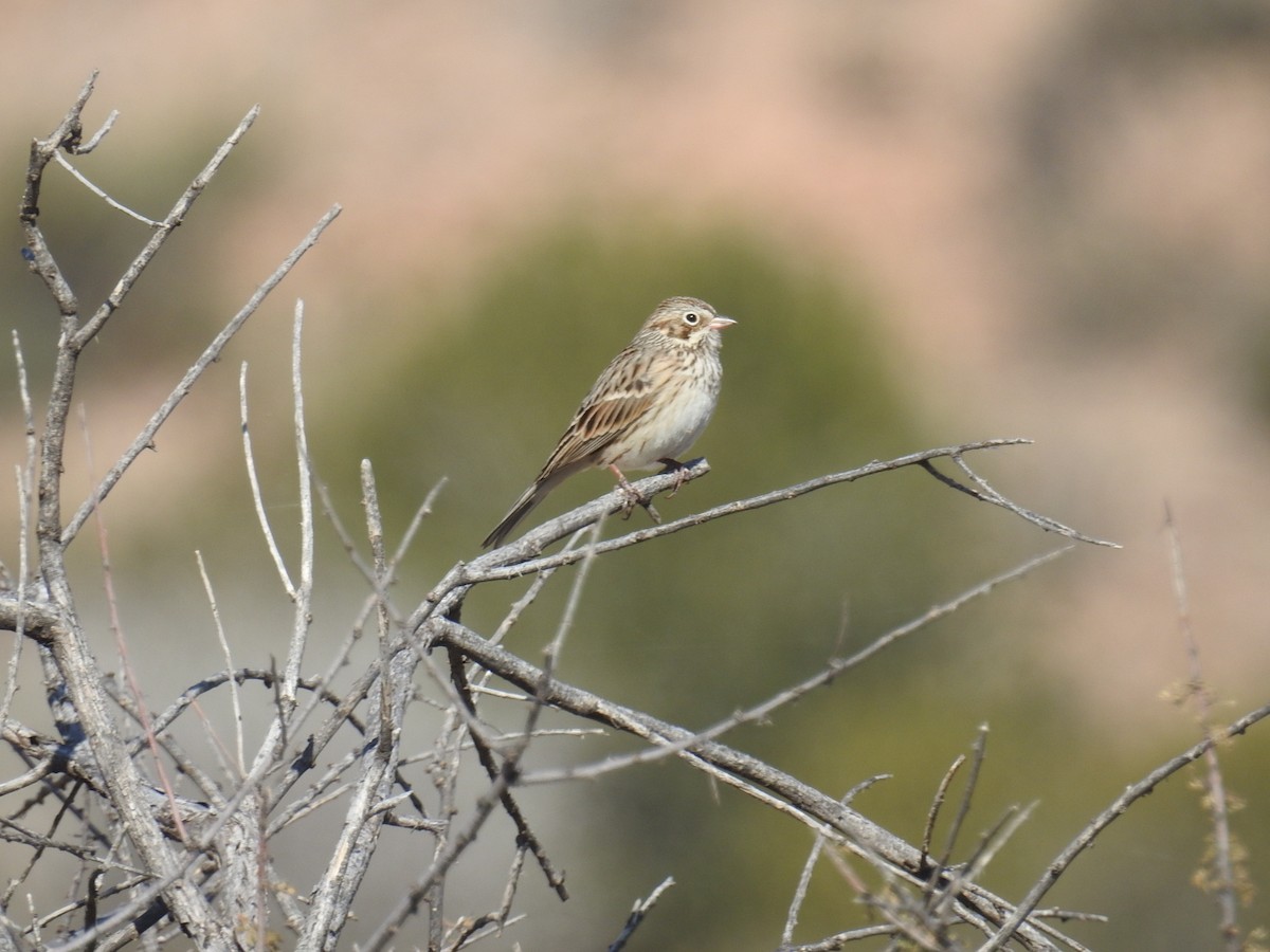 Vesper Sparrow - ML508512631