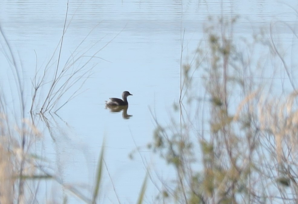 Least Grebe - Tom Forwood JR