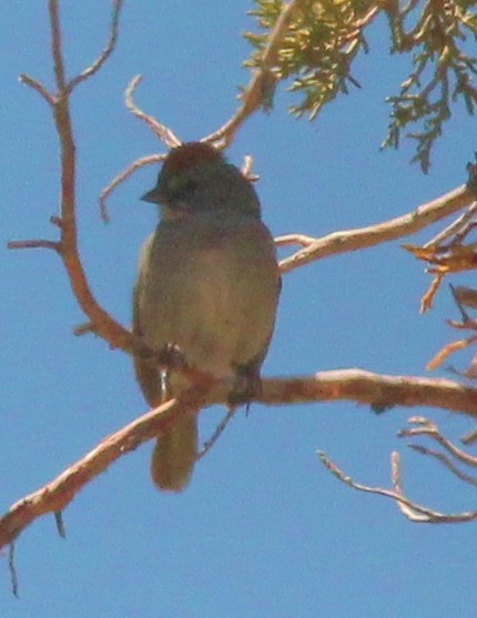 Green-tailed Towhee - ML508512741