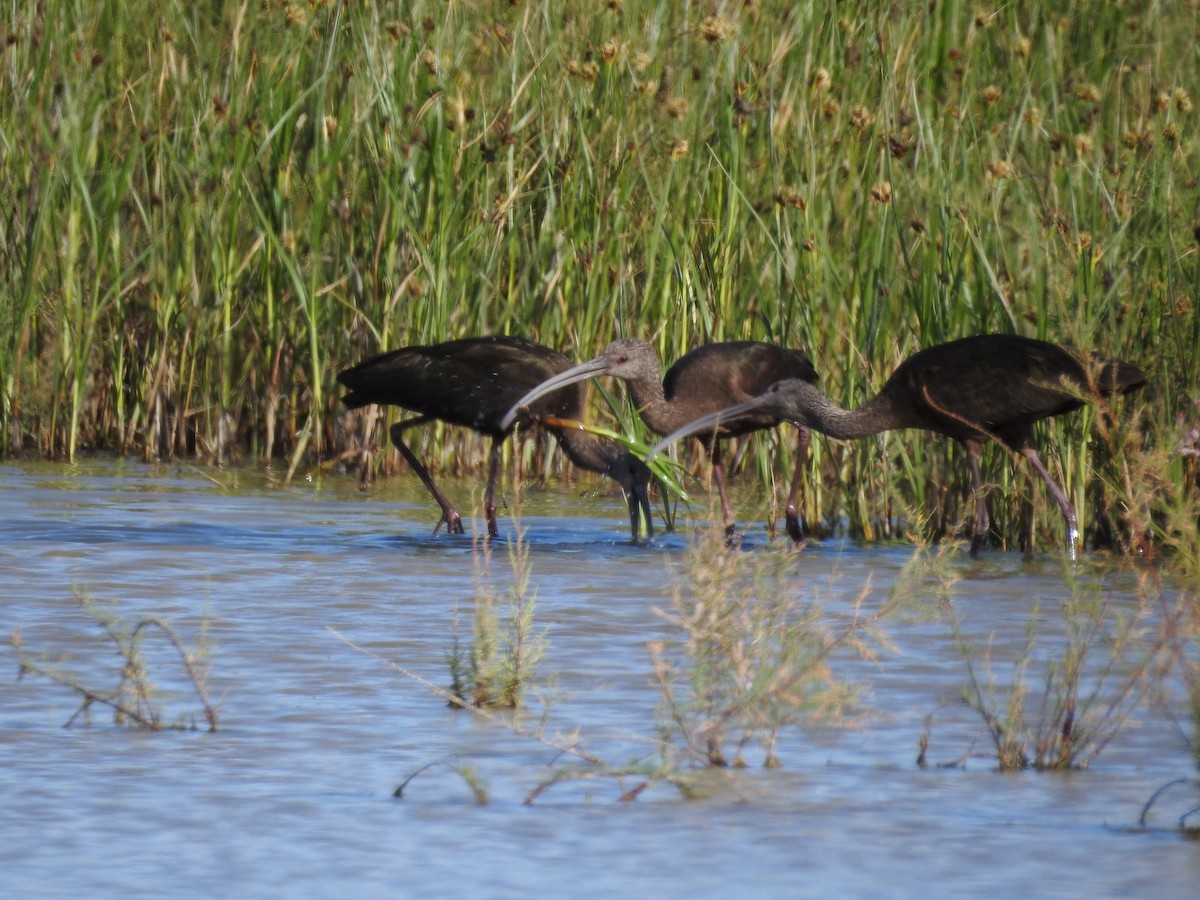 White-faced Ibis - ML50851331