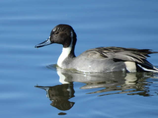 Northern Pintail - ML508513471