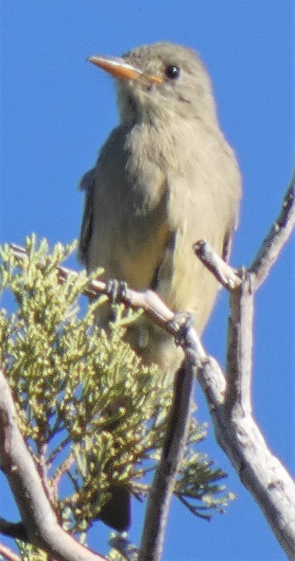 Greater Pewee - ML508513851
