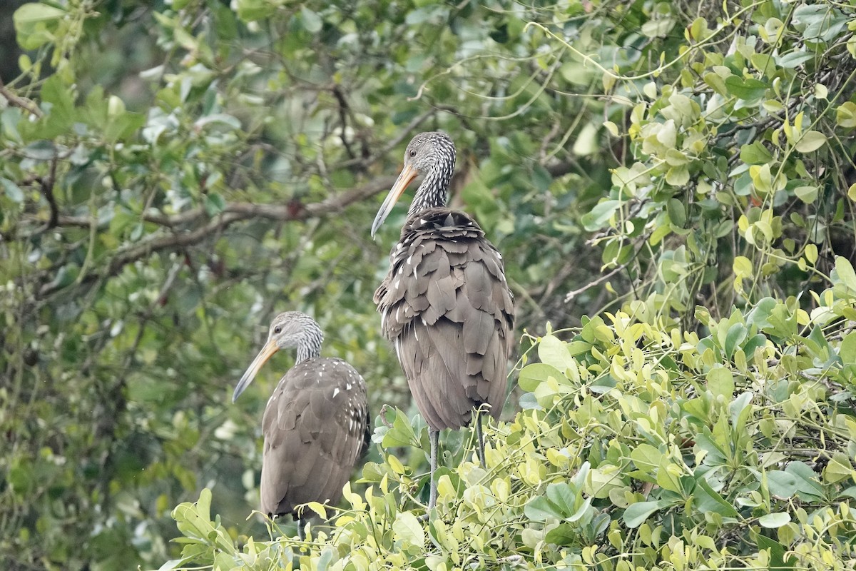 Limpkin - ML508514311