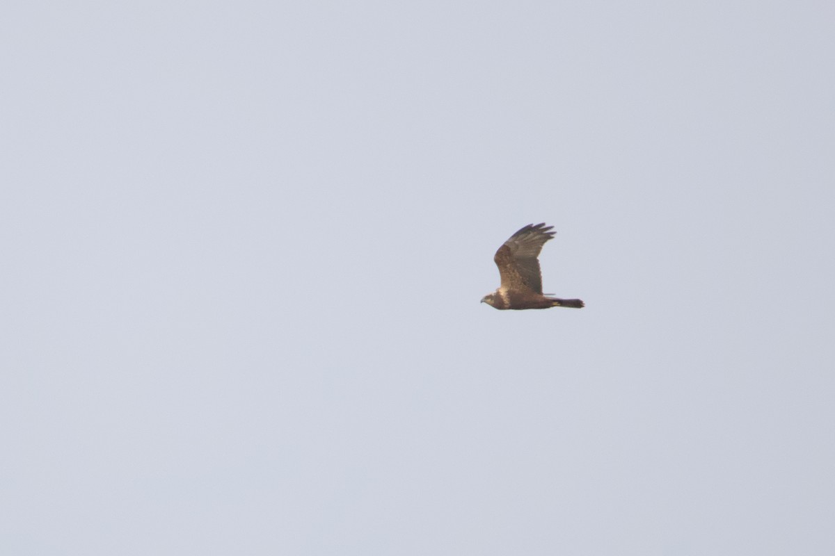 Western Marsh Harrier - ML508515381