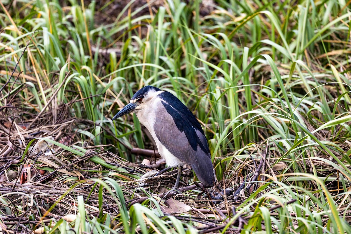 Black-crowned Night Heron - ML508515691