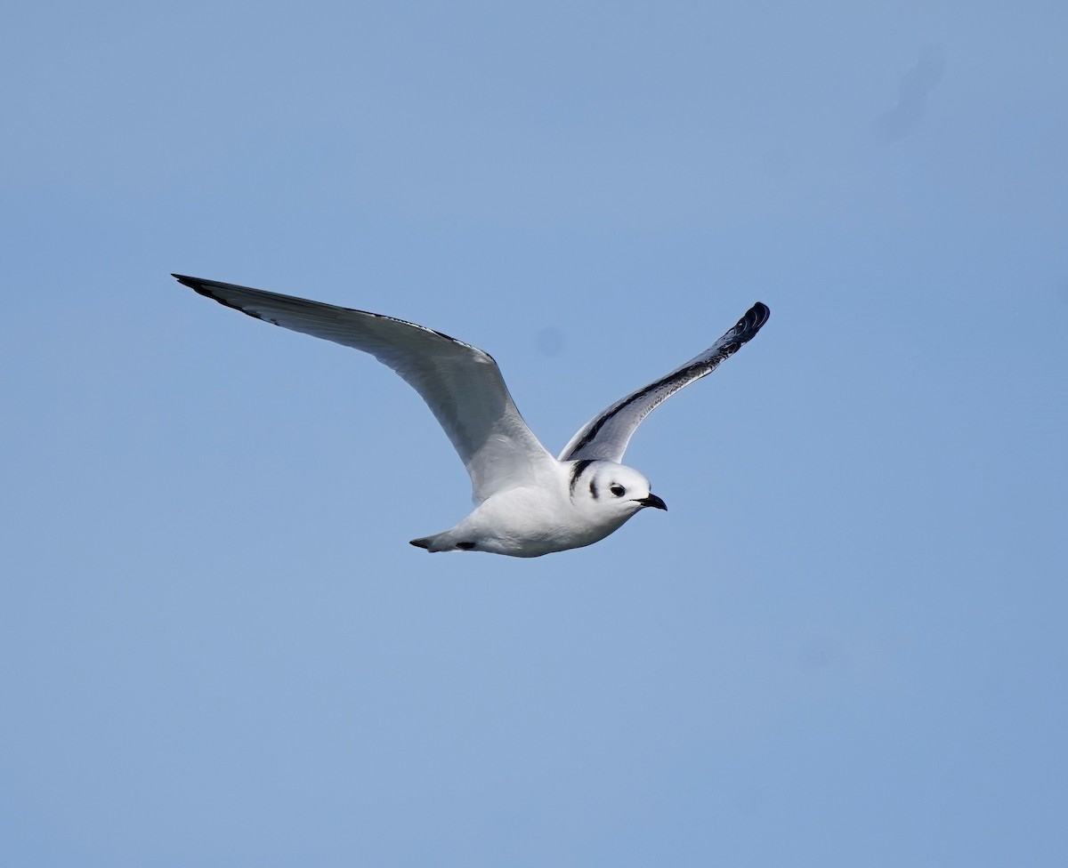 Mouette tridactyle - ML508516081