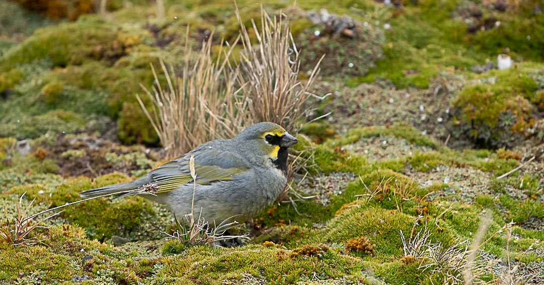 Yellow-bridled Finch - Marcelo de Cruz