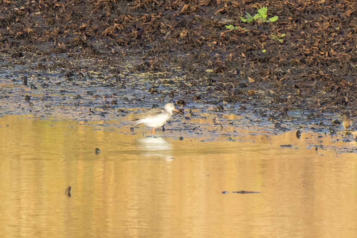 Spotted Redshank - ML508517541
