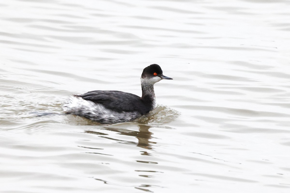 Eared Grebe - Charlie Kaars