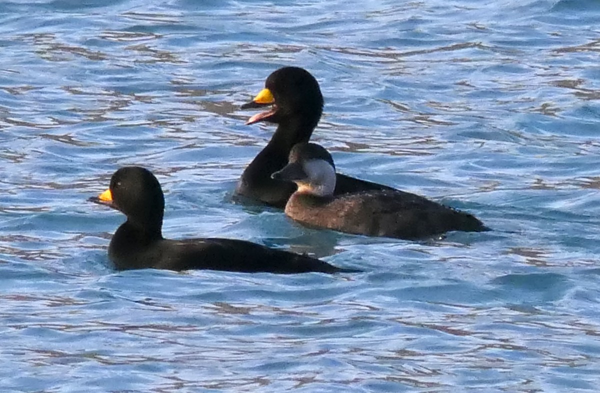 Black Scoter - ML508517971